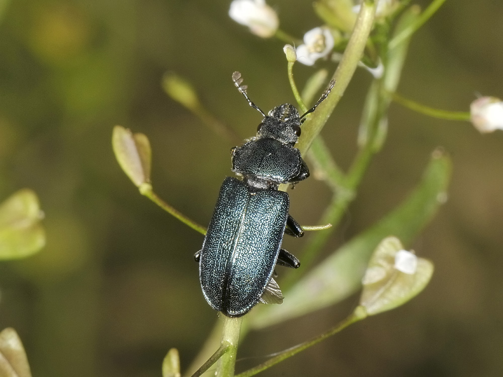 Platycerus caraboides, (Lucanidae)